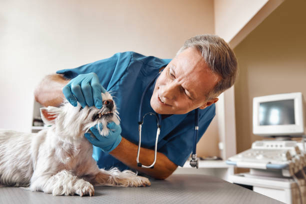 Best Walk-In Emergency Dentist in Hasson Heights, PA